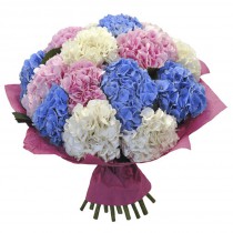 Bouquet of 15 multi-colored hydrangeas