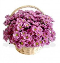 Chrysanthemum Basket